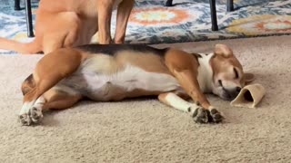 Dog Wants Her Puppy Friend to Wake Up and Play