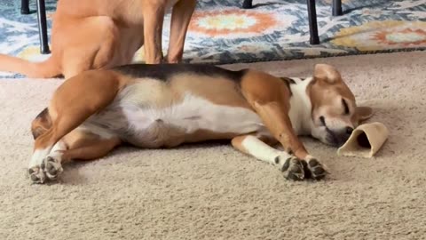 Dog Wants Her Puppy Friend to Wake Up and Play