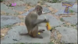 Funny Animals ; Funny video HHH...