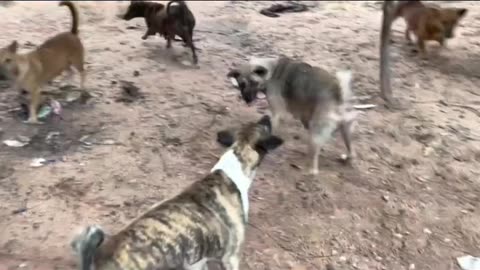 How Dogs fight each other 😭😭😭😭