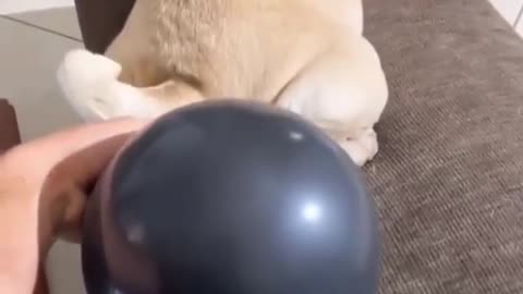 The dog blows the balloon in a strange way