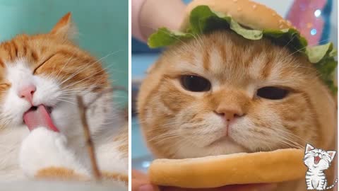 Have you ever tasted a cat burger?😊😊😊🤪