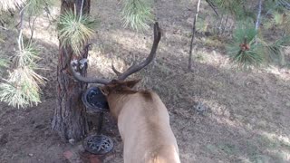Thirsty bull elk discovers bird bath - decides to enjoy a drink