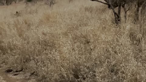 Rhino Charges Lion To Protect Young