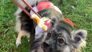 Puppy dressed as sushi eats sushi from chopsticks