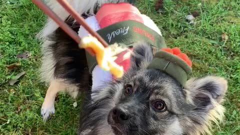 Puppy dressed as sushi eats sushi from chopsticks