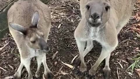 These two kangaroos look funny