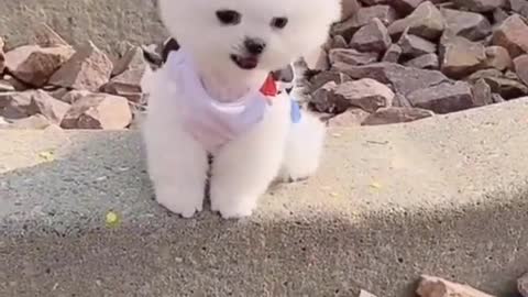 cute pomeranian puppie# dog lover #cute video