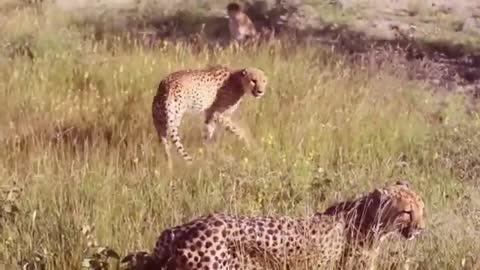 Fight street! Leopard vs Python Amazing Wild World
