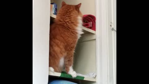 Silly cat fails to climb shelf and falls