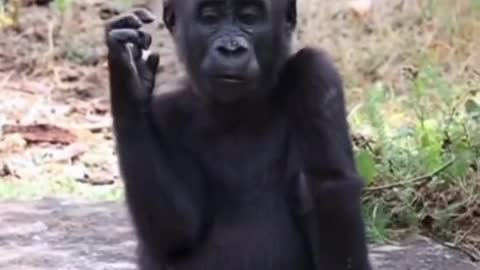 This Is gorila sexy