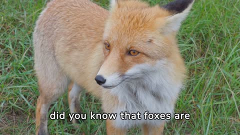 "The Foxy Chronicles: A Captivating Journey into the World of Wild Foxes 🦊🌿 | Wildlife Wonders"