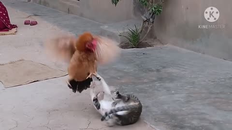 Rooster Vs Cat real fight(part 117)