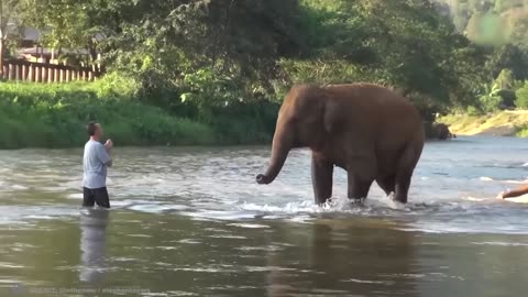 moments shared by owners and animals after many years apart