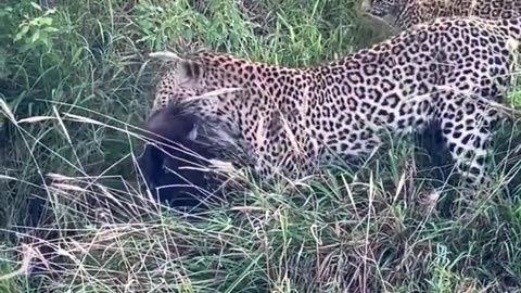 Leopard Killed Porcupine