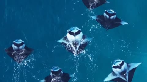 THE GIANT MANTA RAY