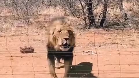 A lion gets hit in the head with a large piece of meat while feeding and is not happy about it