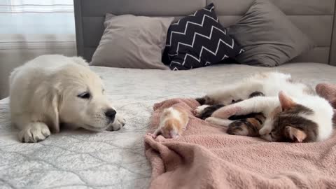 Golden Retriever Puppy Meets Mom Cat with Newborn Kittens for the First Time