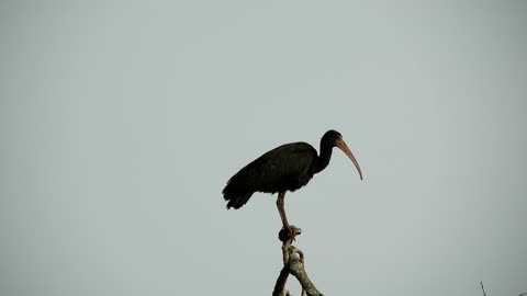 Black ibis on the bank of the lake