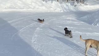 Playful doggies