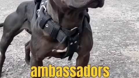 The American Pitbull Terrier