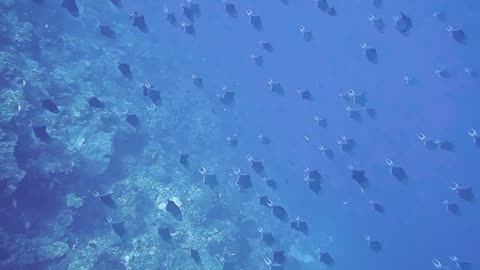 Underwater Sea Life