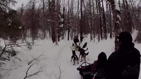 Momma Moose Charges Dog Sled Team