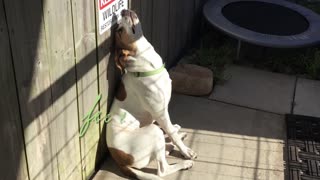 Dog Missy Gets Ready For Al Fresco Breakfast