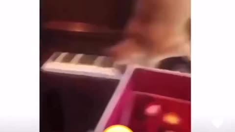 Cat playing piano