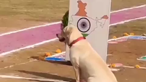 Indian dog 🐕 training | Best Training Technique For Indian Dog