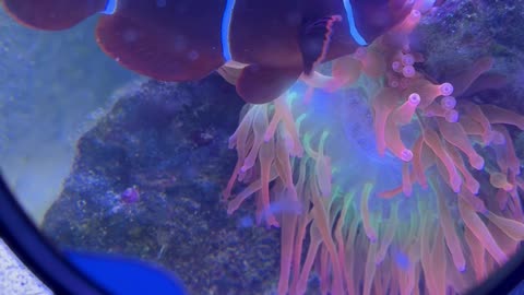 Clownfish Feeds Sea Anemone
