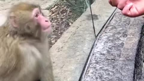 Monkey astonished at magic show