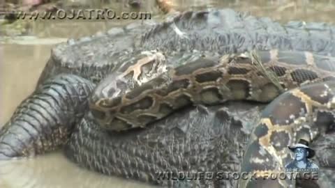 NO. 6 YOU HAVEN 'T SEEN THIS YET !!! A TERRIBLE FIGHT BETWEEN AN ANACONDA AND A CROCODILE.