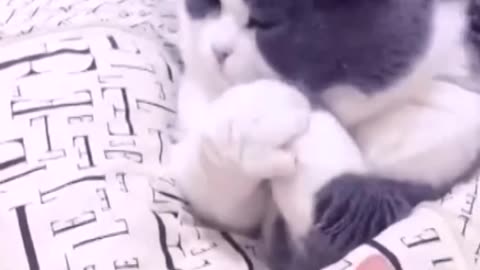 Cat refuses to shake hands with owner