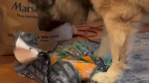 Dog Opens His Christmas Present