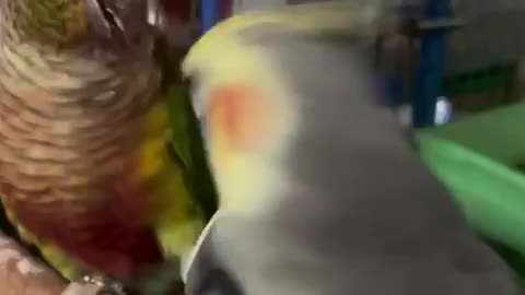 Adorable and Hilarious Parrot Showdown: Two Feathered Friends Go Toe to Toe