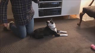 Reluctant Boston Terrier pulls off cutest rollover ever
