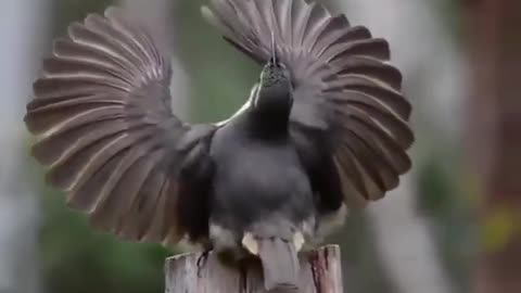 The wind bird