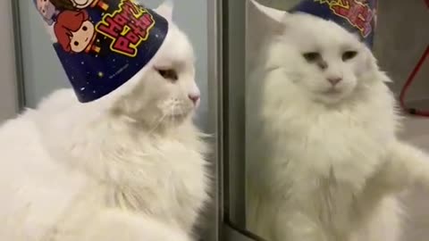 Funny Cat Birthday Celebration Party | Funny White Cat is doing Comedy With Hat