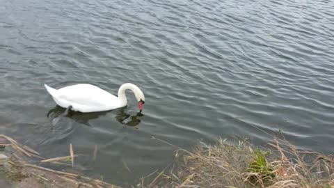 cool, day, nature, is, beautiful, swan, new, day,