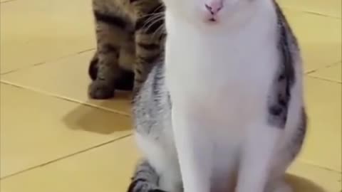 Cute cat funny video😂