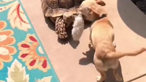 HAPPY DOG WIGGLE TAIL WHEN HE SEE TURTLE FRIEND.mp4