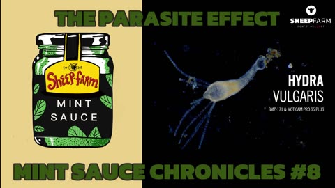 SF36 Mint Sauce Chronicles - The Parasite Effect