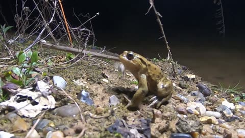 These TOADS were DYING for the chance to breed!