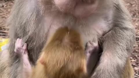 Animals Monkey Funny Video 🤣🐒