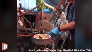 That's a Mouthful! Milwaukee Zoo Introduces the World to Guillermo the Prehensile-Tail Porcupette