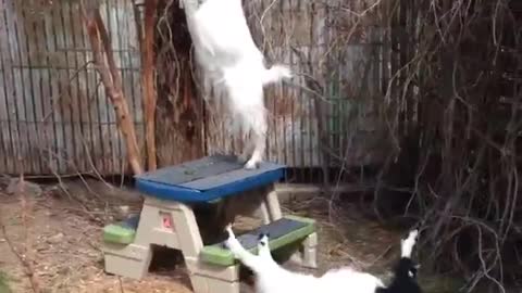 Goat Faints and Falls Off Table