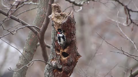 Downey Woodpecker making a home in an old Red Bud Tree