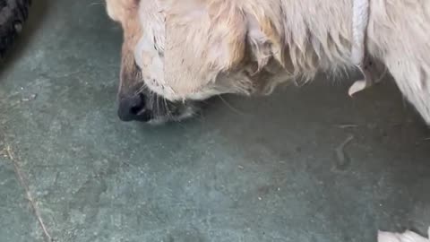 Girl careing for puppy