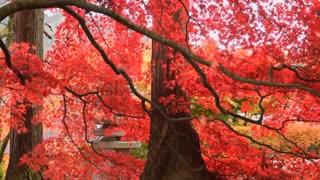 Soothing Rainsounz 😌 Autum Rainfall 🌳 🌧 🌧